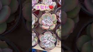 이쁨 가득 민이네다육 국민다육 크림티❤️ 방문시 1,500원 택배시 2,000원 #plants #succulent #cactus #국민다육 #민이네다육 010-6863-0625