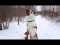 yoshi dajavera 1 year old border collie