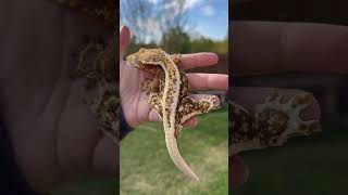 Het Axanthic Lilly White Crested Gecko with Snowflaking