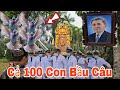 Rất Kỳ Lạ, Trông Lúc Hạ Huyệt, Chú Bất Ngờ Cả 100 Con Bầu Câu Ùa Về Bay Quanh ,Áo Quang Và...