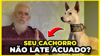 🔴 SEU CACHORRO DE CAÇA NÃO LATE NO BURACO? SAIBA O QUE FAZER!