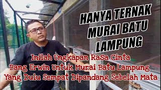 🔴 KEISTIMEWAAN MURAI BATU LAMPUNG‼️ ERWIN HANYA MENANGKARKAN MURAI BATU ASAL LAMPUNG