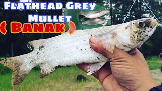 Flathead Grey Mullet ll Banak Hunting || Fishing Vlog #4