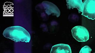 Moon Jellies