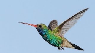 Hummingbird Totem--Your Personal Power Animal's Personality Characteristics and Life-Path Lessons