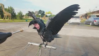 Weekly parrot freefly in the Philippines 20250104