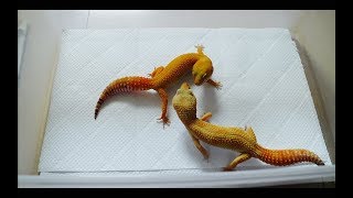 レオパの交尾チャレンジ！ブリーダーへの道シリーズ　leopard gecko breeding