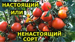 С каких томатов можно брать семена? Настоящий сорт или ненастоящий гибрид