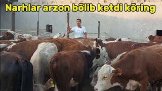 Zotdor buqalarni arzon joyidan topdik.Boqma yosh buqalarni narhlar aksiya bõlib ketdi.