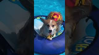 개터파크 인싸 코기 corgi enjoying waterpark #shorts #corgi