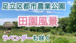 【足立区都市農業公園】ラベンダー､紫陽花､水田を楽しみました♪2023年6月16日に散策。ハーブ園ではラベンダーが開花中で甘い香りにリフレッシュできました。＃ラベンダー＃都市農業公園＃アジサイ