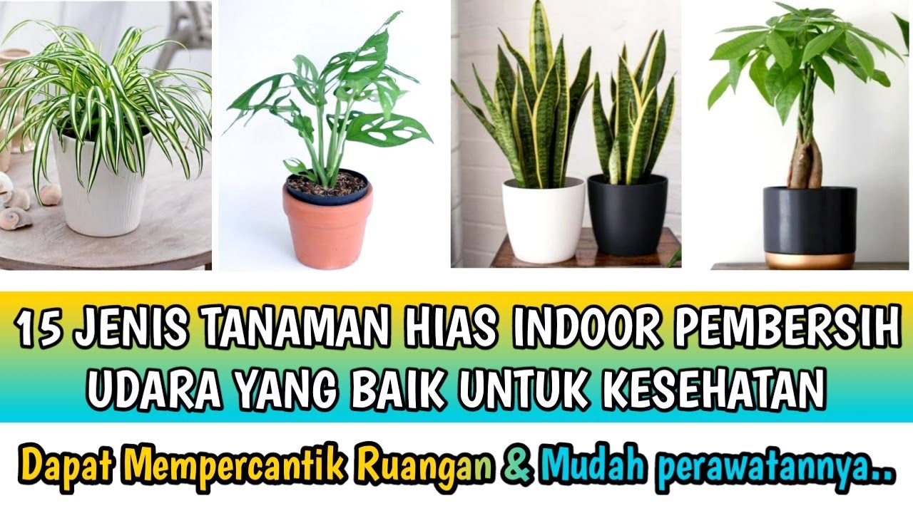 15 JENIS TANAMAN HIAS INDOOR PEMBERSIH UDARA YANG BAIK UNTUK KESEHATAN ...