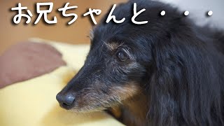 【17歳と14歳老犬カニンヘンダックスVlog】お兄ちゃんとの時間をたくさん作る、お兄ちゃんとできること。