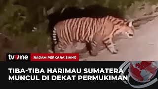 Harimau Sumatera Dekati Permukiman Warga | Ragam Perkara Siang tvOne