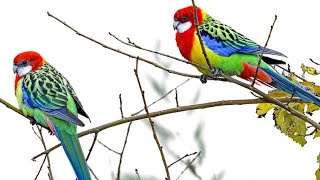 Eastern Rosella