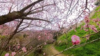 【Vlog】七折梅園に梅の花を観に行きました