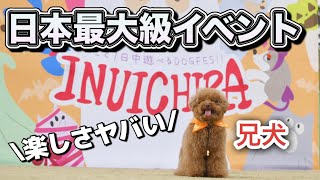 【犬市場2024秋】ワンコイン！日本一イベント行ってきた！