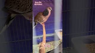 5 Selected Young Malaysian Drums