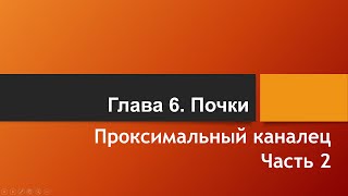 Физиология. Глава 6. Почки. Проксимальный каналец. Часть 2.