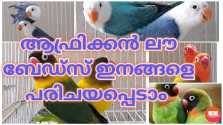 ആഫ്രിക്കൻ ലൗ ബേഡ്സ് ഇനങ്ങളെ പരിചയപ്പെടാം. beginners guide. African loveBird Breeds in Malayalam.Ep 1