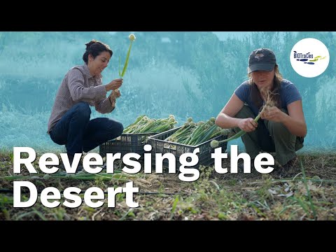 Mértola's daring mission: to transform the desert into fertile land