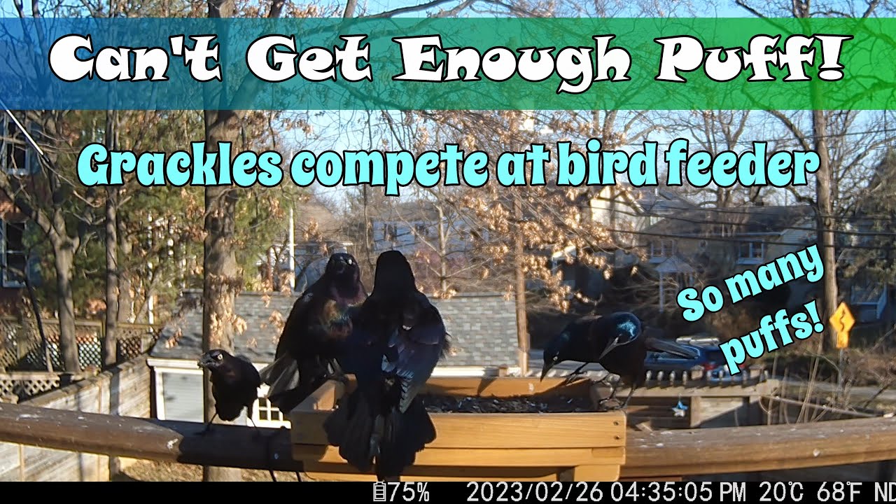 February Feeding Frenzy Grackle Puffs Part 1 Youtube
