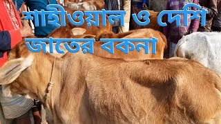 আজ দেশের অন্যতম বৃহৎ কাহারোল হাট থেকে বকনা গরুর দাম জানাবো। Dinajpur kaharol cow hat.