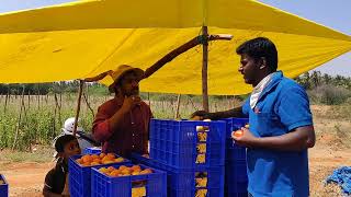 ಟೊಮೆಟೊ ಬೆಳೆಯಲ್ಲಿ ಉತ್ತಮ ಗುಣಮಟ್ಟದ ಇಳುವರಿಯಿಂದ ಕಡಿಮೆ ಮಾರುಕಟ್ಟೆ ಬೆಲೆಯಲ್ಲಿ ಲಾಭದ ಕೃಷಿ ಯಶಸ್ಸು.