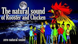 The Natural Sound of t he Rooster and Chiken || zero natural Sound