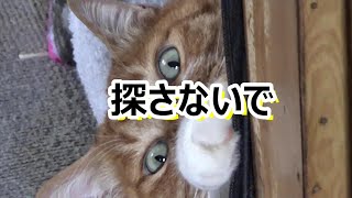 なんか悪いか？暑くてあっちでこっちでダラダラしやがる猫さん【侵入した野良仔猫】～家猫修行中～