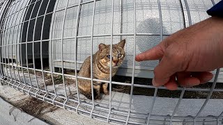 フェンスの向こうにいた野良猫、目が合ったらモフられに来た