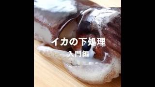 【魚のきほん】イカの下処理 入門編