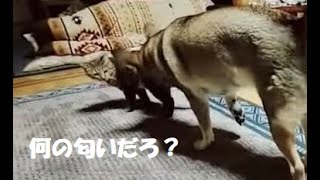 病院帰りの 猫の匂いが気になる犬