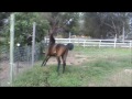 mf marhaaraja 2011 purebred arabian colt by marhaabah