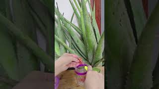 BRILLIANT BEAUTY IDEAS THAT WILL MAKE YOU SHINE BY ALOVERA TIPS # 328