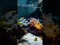 beautiful clown fish bowl setup clown fish saltwater fish short shorts ytshortsindia