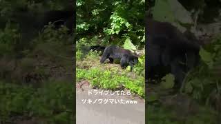 ツキノワグマいて死ぬかと思ったwwww