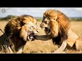 Injured Lion Fight Lion To Death And What Happens Next? | Animal Attacks