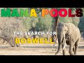Searching for Boswell – Legendary Elephant of Mana Pools Safari