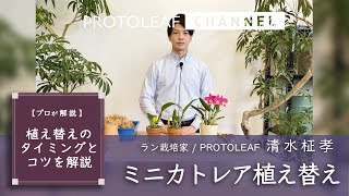 【プロが解説】ミニカトレアの植え替えのタイミングとコツを解説