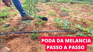 COMO PODAR MELANCIA PASSO A PASSO - Com Prof. Caio Santos