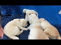 スーパーチョンクのクリスマスの子犬、22日目に体重測定 cutepuppies labrador puppyvideos