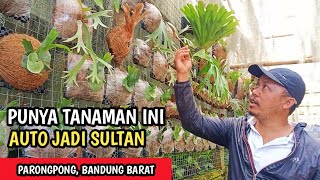 Fantastis ❗❗Harganya Bisa Sampai Belasan Juta | Budidaya Kadaka / Flatyserium Auto Sultan | Part-2