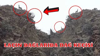 Laçın dağlarında Dağ Keçisi