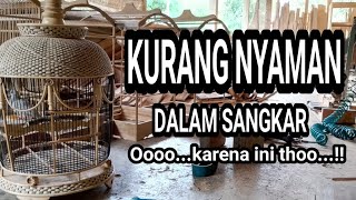 SULUSI BURUNG PERKUTUT SERING NAIK TURUN DLM SANGKAR