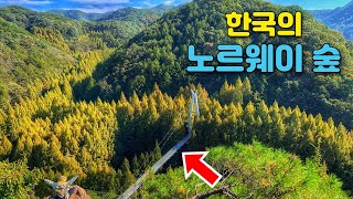 Must-Visit Metasequoia Forest Trail in South Korea | Day Trip by Public Transport