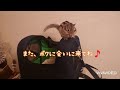 圧が凄いリス【ヨモギさんの散歩】【シマリス】