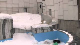 アイラが去った後のララの様子~The mother polar bear which lost the daughter