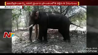 Elephant Gang Hulchul in Srikakulam || Officers Start Operation Gaja || NTV