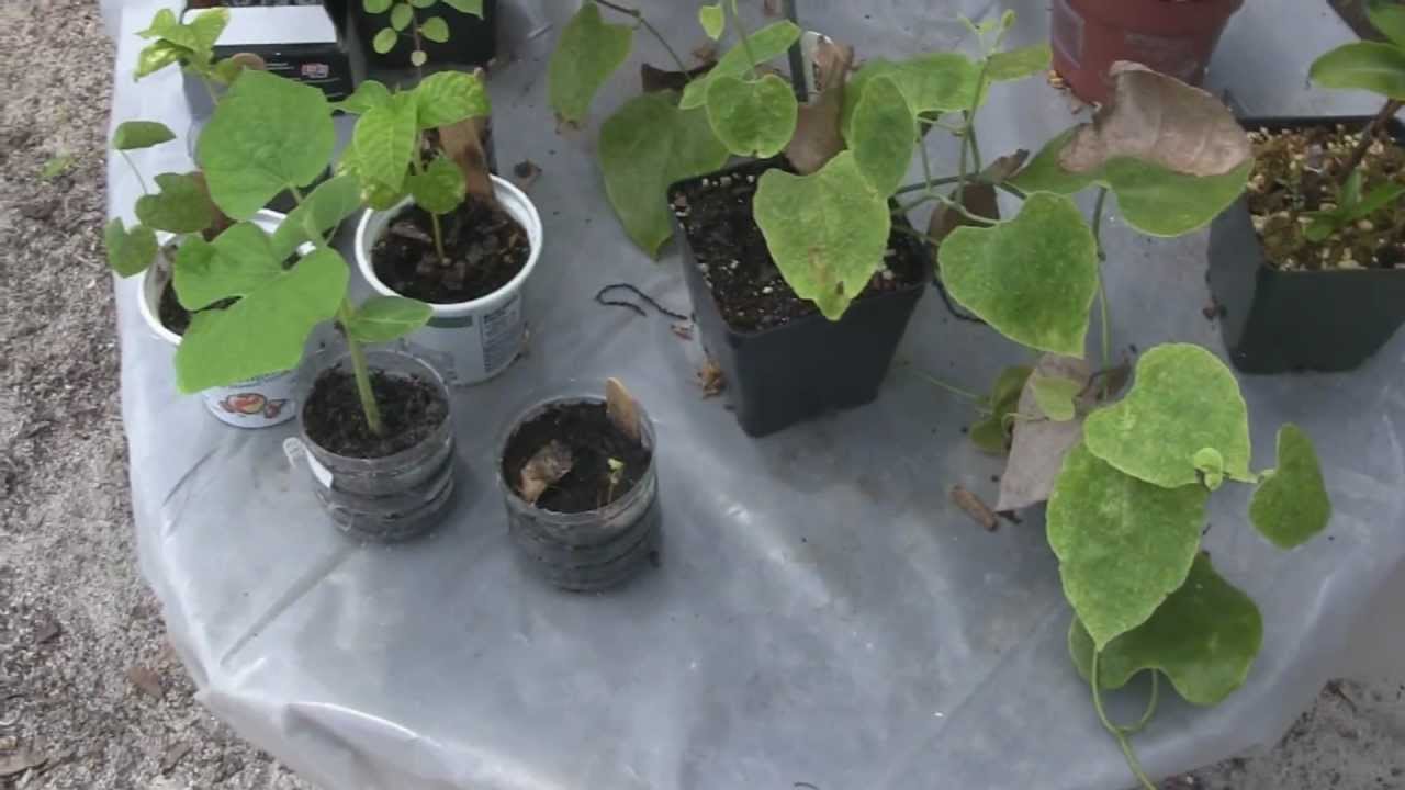 Garden Update 2012 01 Youtube